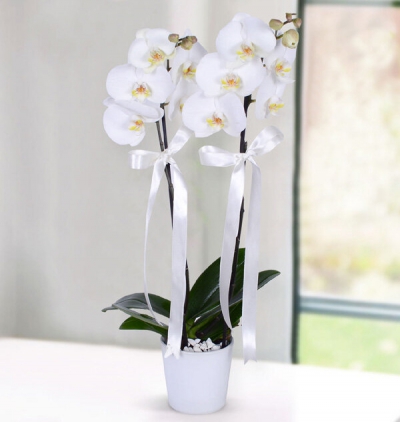  Tekirdağ Çiçekçiler İki Dallı Beyaz Orkide
