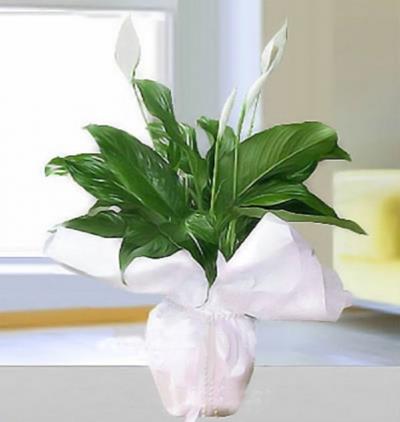  Tekirdağ Çiçek Siparişi Spatifilyum Saksı Bitkisi