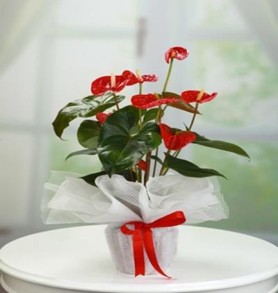 Tekirdağ Çiçek Gönder Antorium Saksı Bitkisi