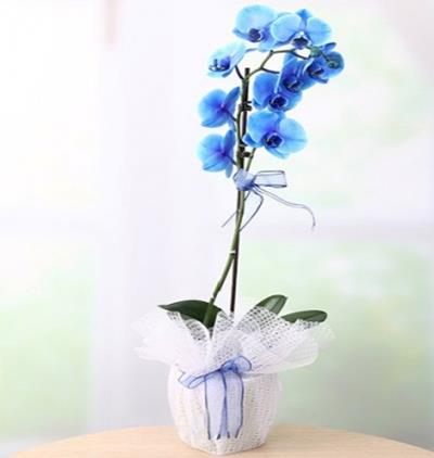  Tekirdağ Çiçekçiler Tek Dal Mavi Orkide