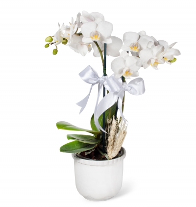  Tekirdağ Çiçek Beyaz Seramikte Midi Orkide