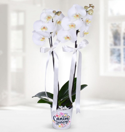 Öğretmenler gününüz kutlu olsun 2 dallı orkide Çiçeği & Ürünü Canım Annem 2 Dal Orkide 