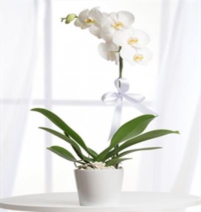 Öğretmenler gününüz kutlu olsun 2 dallı orkide Çiçeği & Ürünü Tekli Beyaz Orkide 