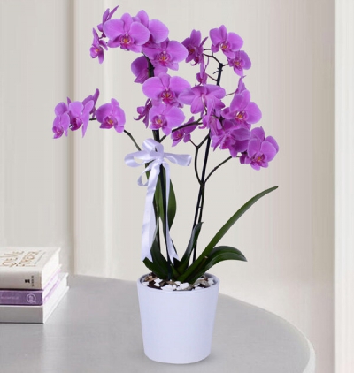  Tekirdağ Çiçek Siparişi Seramik Saksıda 2 Dal Renkli Orkide