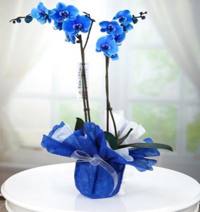  Tekirdağ Çiçek Siparişi Mavi Orkide