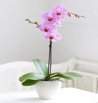  Tekirdağ Çiçek Siparişi Tek Dal Renkli Orkide