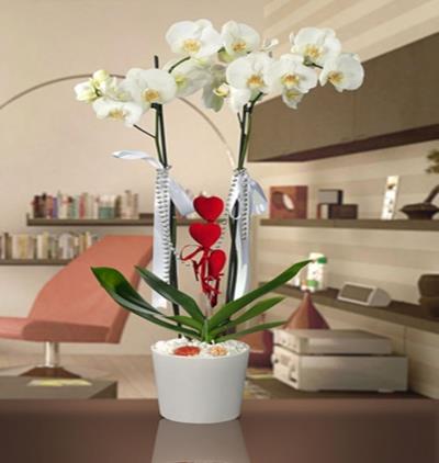  Tekirdağ Çiçekçiler İkili Beyaz Orkide