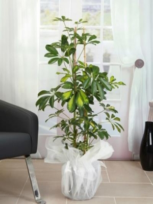  Tekirdağ Çiçek Siparişi - Schefflera (Şeflera) Saksı Bitkisi